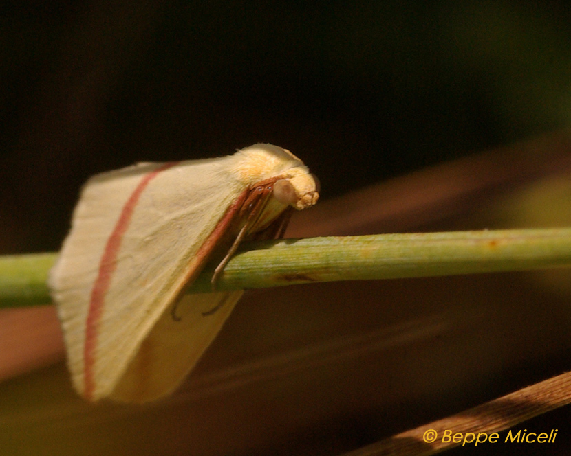 una farfallina (Rhodometra sacraria)